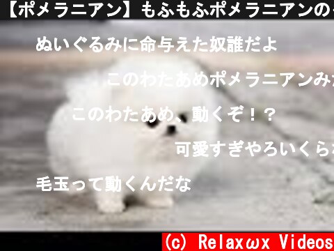 【ポメラニアン】もふもふポメラニアンのもふもふおしりがかわいすぎる！【かわいい】~Cute Pomeranian~  (c) Relaxωx Videos